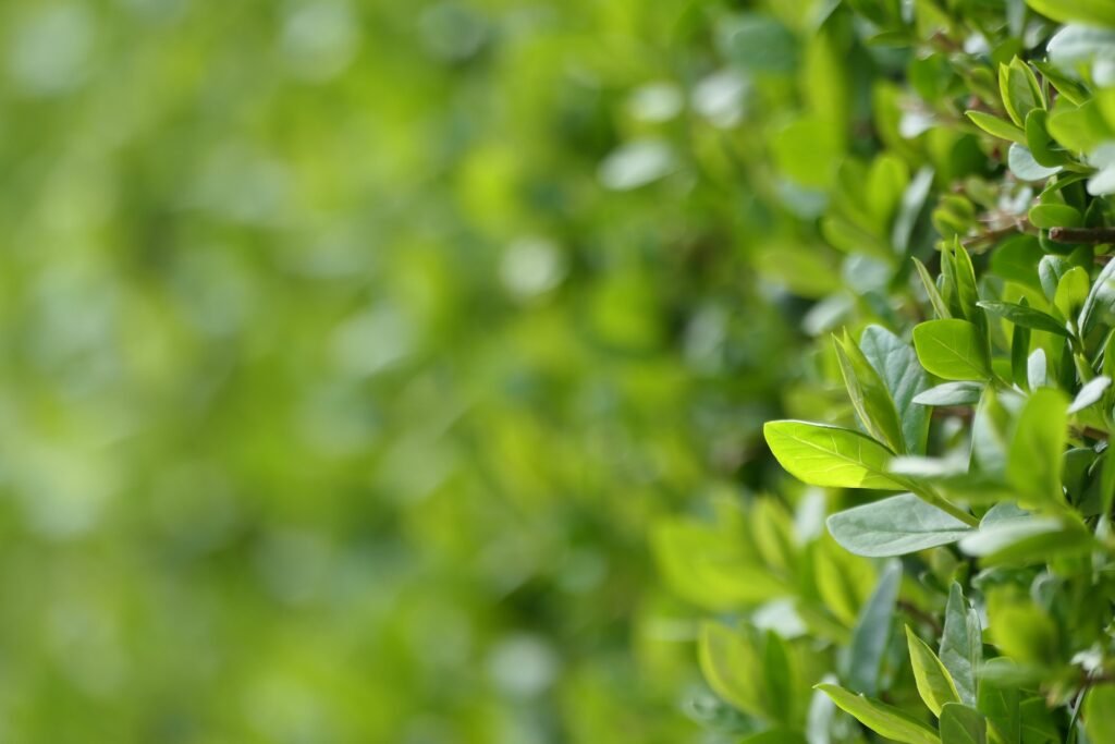 Que faire des branches après avoir taillé sa haie ?