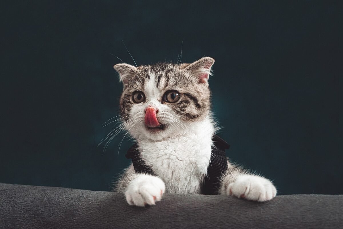 Donner Sa Langue Au Chat Deutsch Pourquoi on dit : "Donner sa langue au chat" ? Origine de l’expression